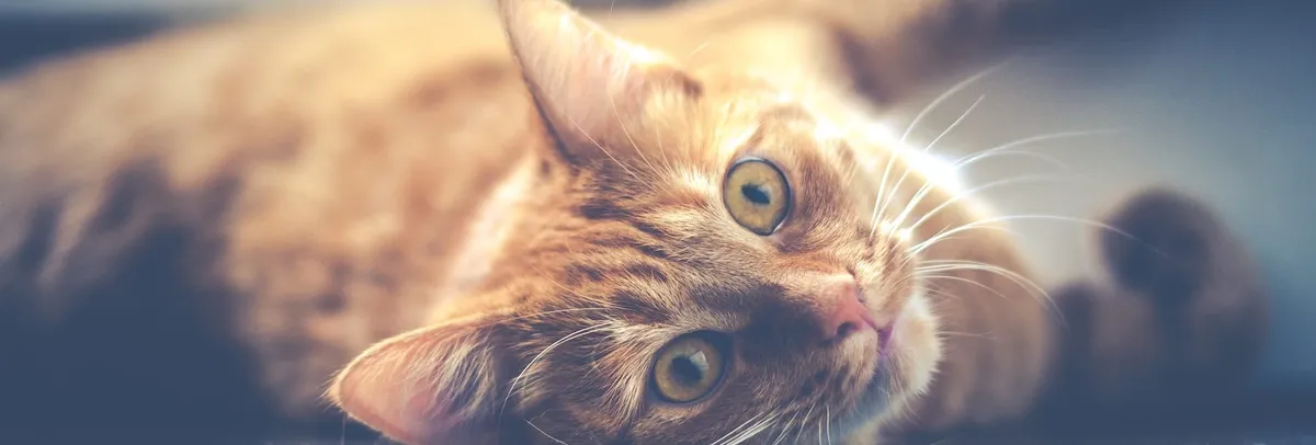 Artikel Header Bild zu NestJS Tutorial für Einsteiger