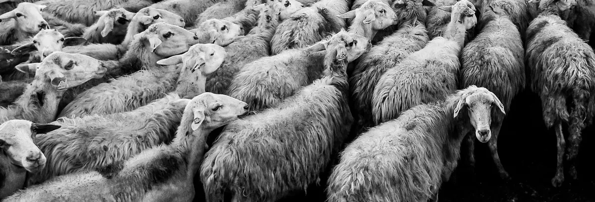 Artikel Header Bild zu ng-repeat - Der Teufel im Schafspelz