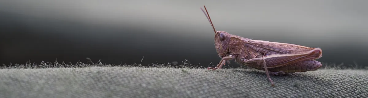 Artikel Header Bild zu Debugging mit WebStorm und Chrome