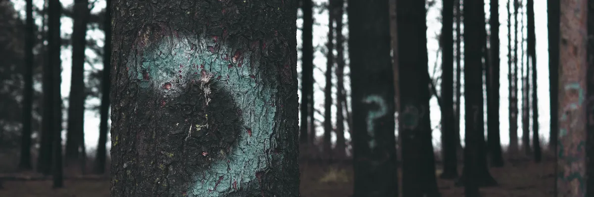 Artikel Header Bild zu Was sind Angular und AngularJS?